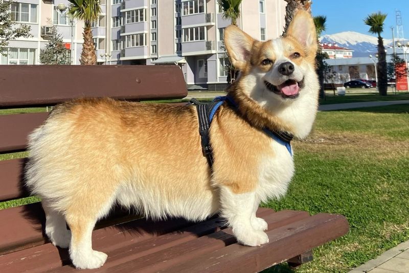 Отель "Sigma Sirius" / "Сигма Сириус"